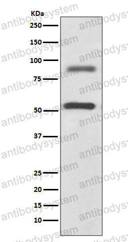 Anti-DCLK1 Antibody (R1D47)
