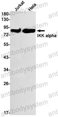 Anti-CHUK Antibody (R1D49)