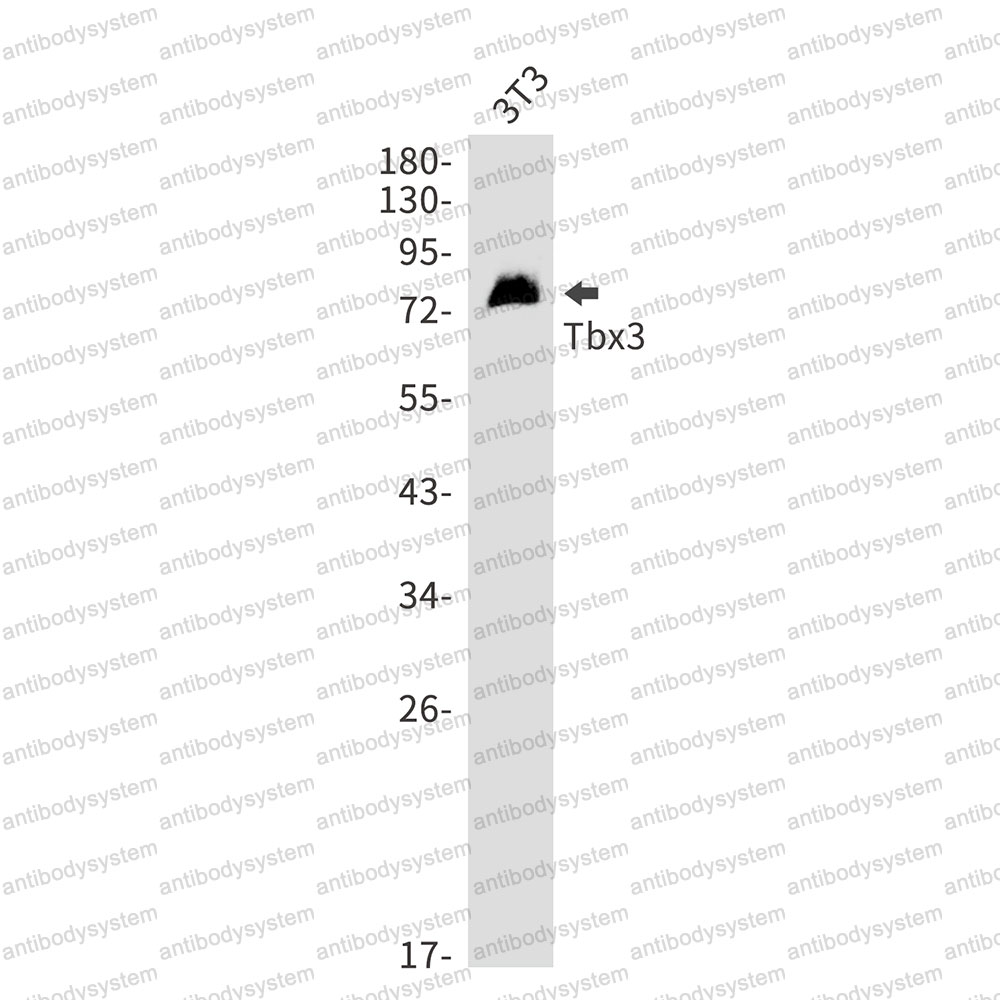 Anti-TBX3 Antibody (R1D54)