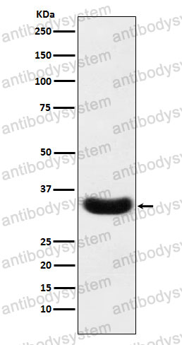 Anti-PLSCR1 Antibody (R1D61)