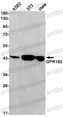 Anti-GPR182 Antibody (R1D65)