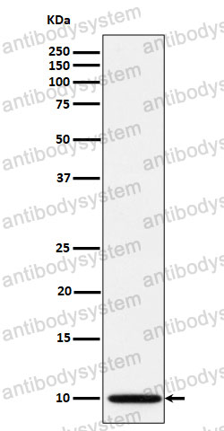 Anti-NDUFA1 Antibody (R1D66)