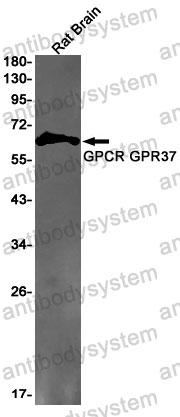 Anti-GPR37 Antibody (R1D77)