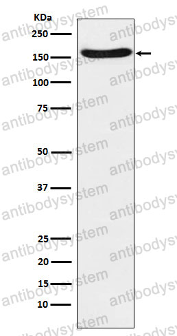 Anti-FANCA Antibody (R1D81)