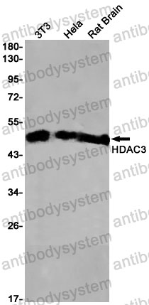 Anti-HDAC3 Antibody (R1D82)