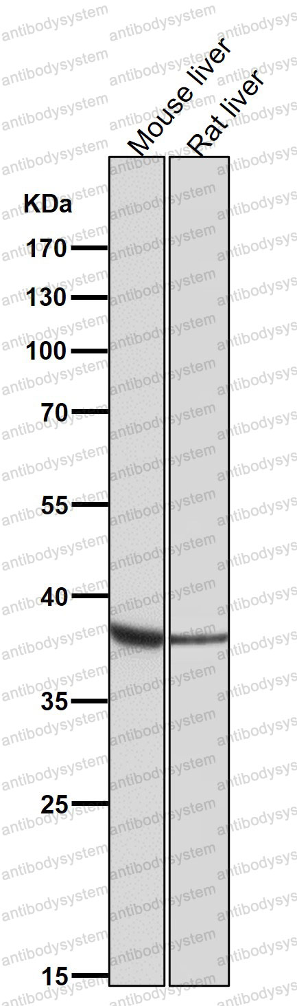 Anti-OGG1 Antibody (R1D88)