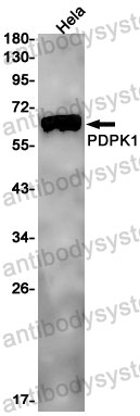 Anti-PDK1/PDPK1 Antibody (R1D89)