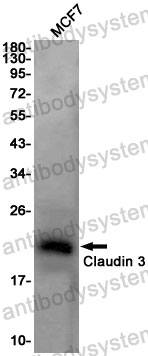 Anti-CLDN3/Claudin-3 Antibody (R1D90)