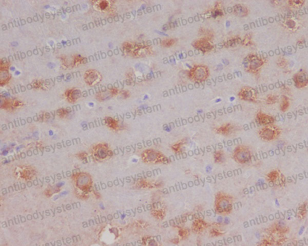 Anti-HSPA12A Antibody (R1A90)
