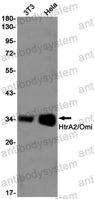 Anti-HTRA2 Antibody (R1E07)