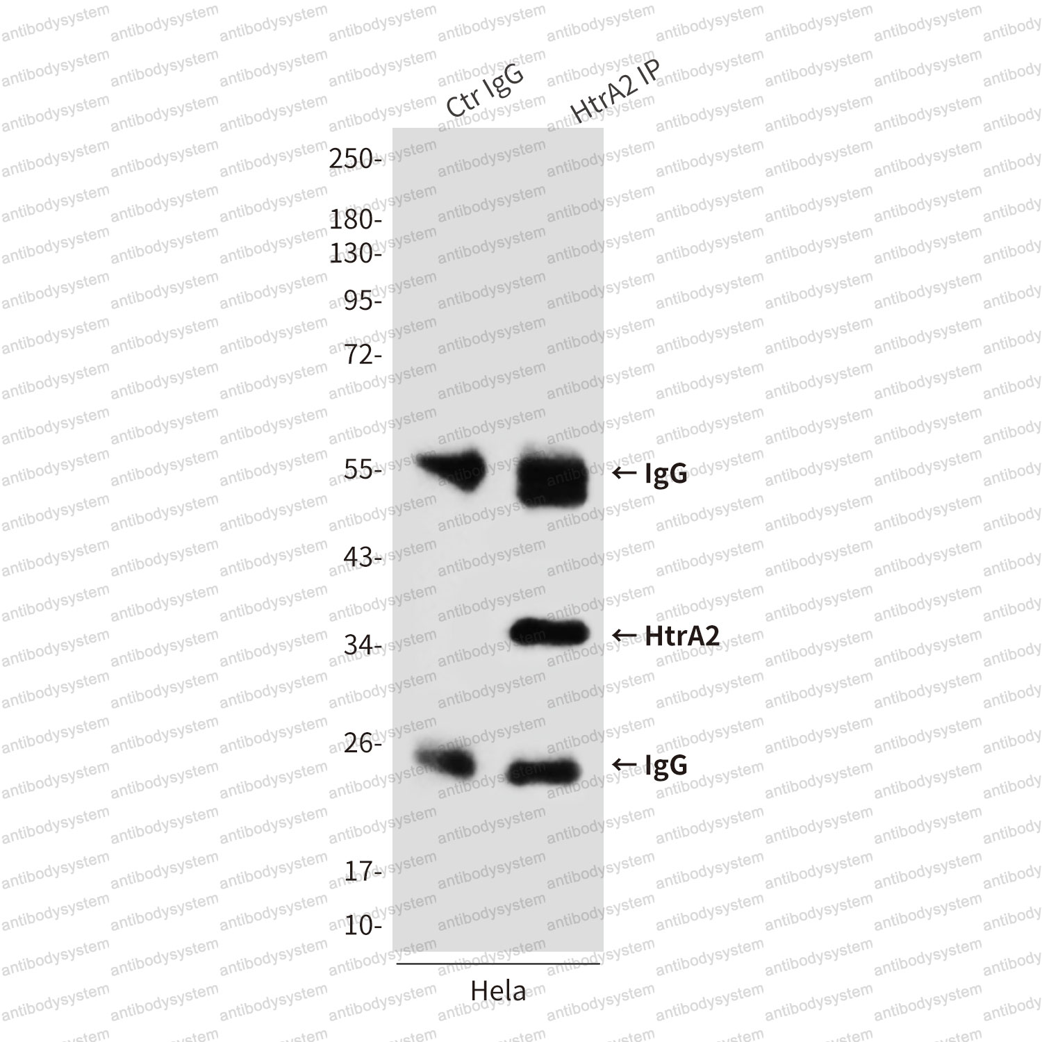 Immunoprecipitation for Anti-HTRA2 Antibody (R2U87) ?>