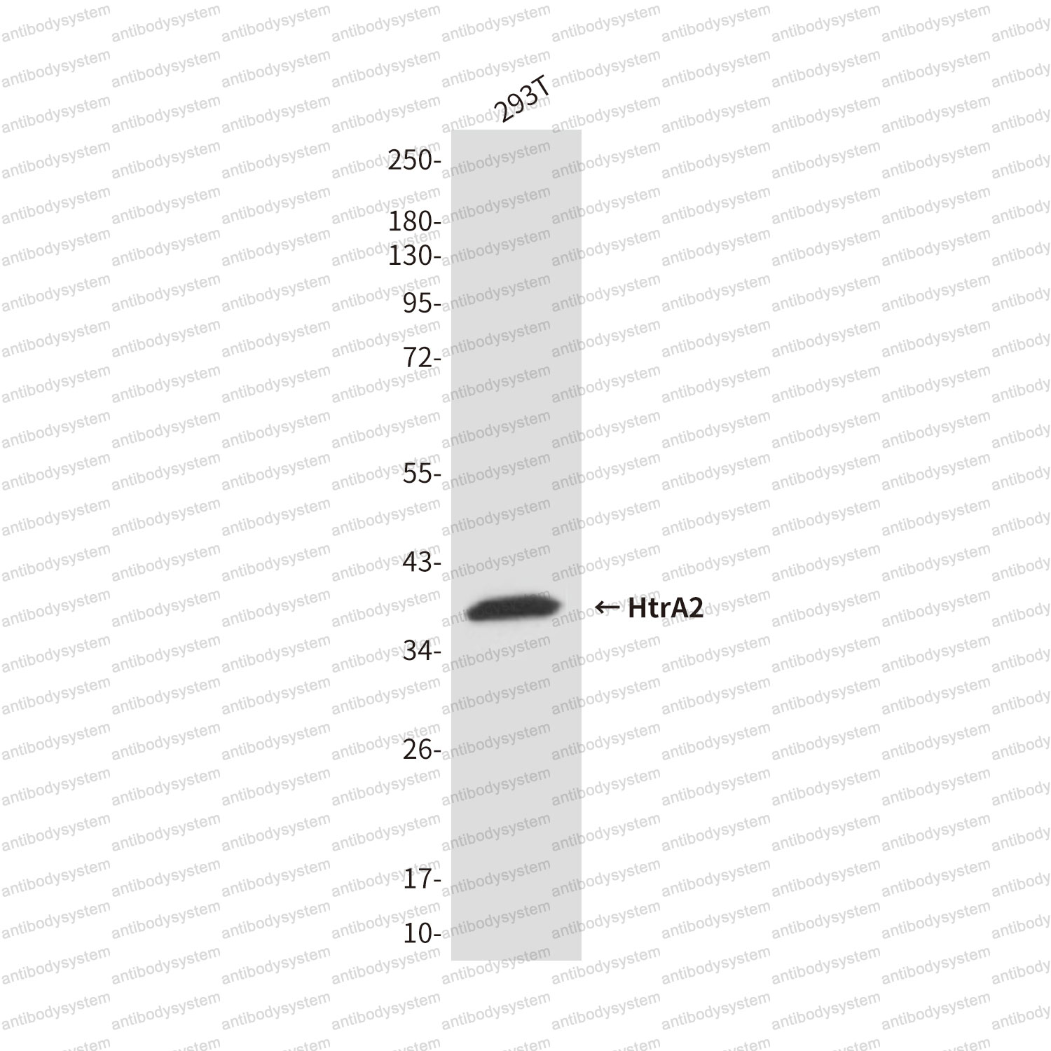 Western blot for Anti-HTRA2 Antibody (R2U87) ?>