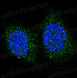 Anti-FOXO3 Antibody (R1E11)