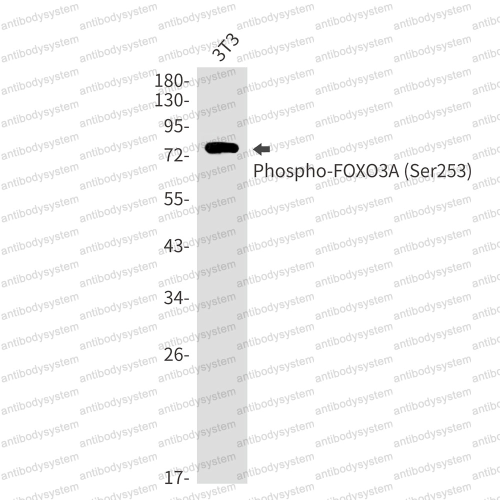 Anti-Phospho-FOXO3 (Ser253) Antibody (R1E12)