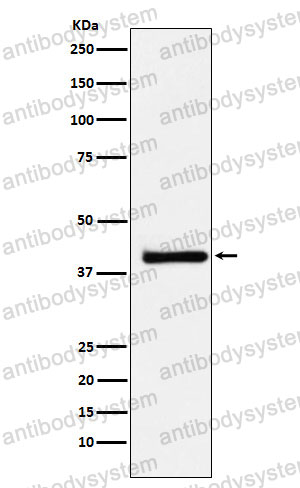 Anti-XRCC3 Antibody (R1E14)