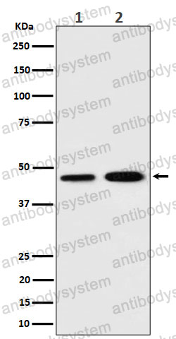 Anti-TIMM44 Antibody (R1E21)