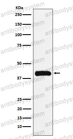 Anti-BUB3 Antibody (R1E28)