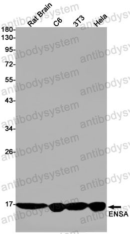 Anti-ENSA Antibody (R1E33)
