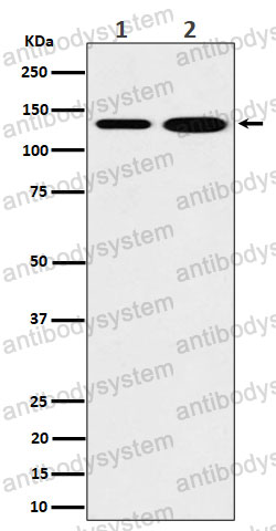 Anti-MYO1B Antibody (R1E36)