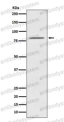 Anti-OPA1 Antibody (R1E51)