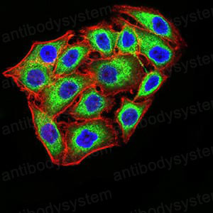 Immunofluorescence for Anti-KDM1A Antibody (R2V20) ?>