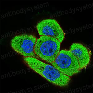 Immunofluorescence for Anti-ONECUT3 Antibody (R2V24) ?>