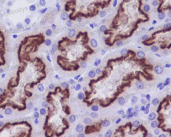 Anti-CUBN/Cubilin Antibody (R1A16)