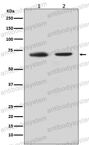 Anti-CDC40 Antibody (R1E66)