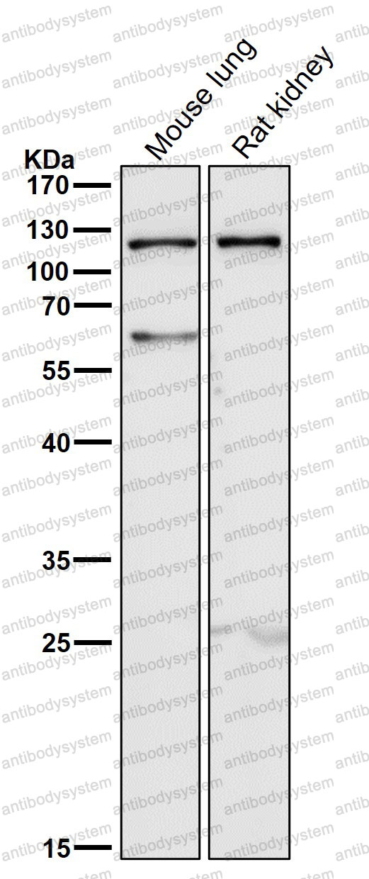 Anti-CD285/TLR5 Antibody (R1E71)