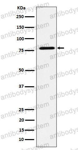 Anti-EXOC3 Antibody (R1E75)