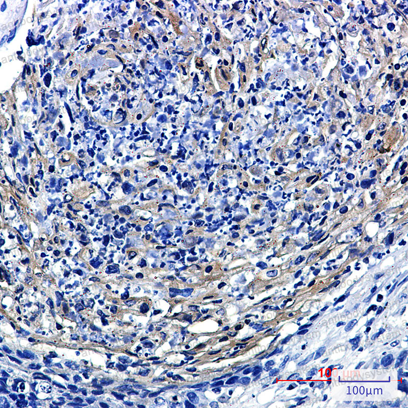 Anti-PRMT3 Antibody (R1E78)