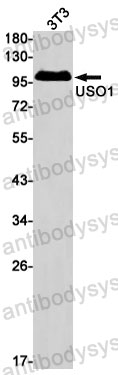 Anti-USO1 Antibody (R1E85)