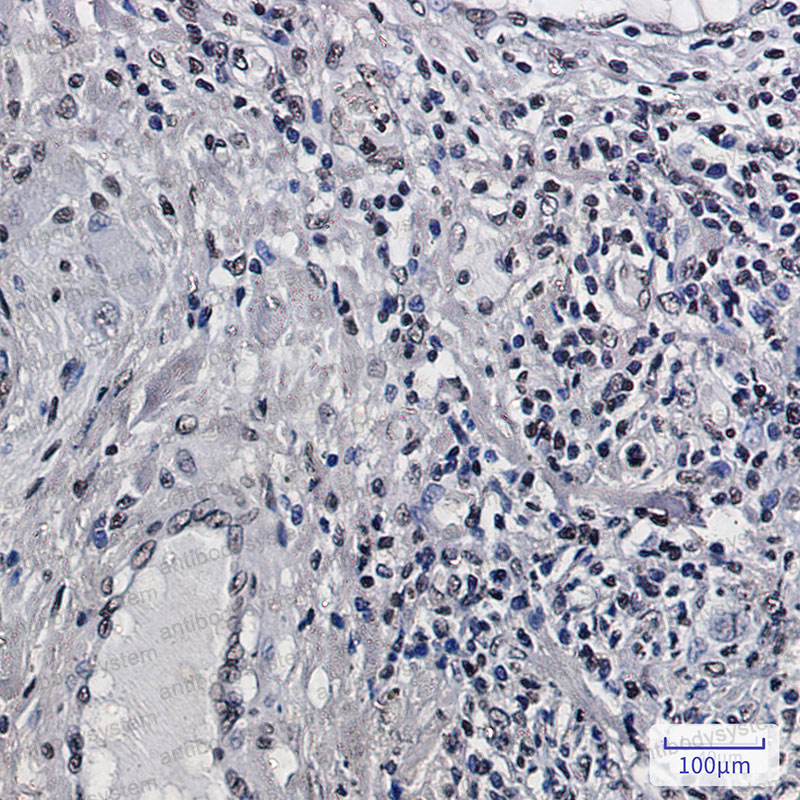 Anti-Histone H2B Antibody (R1E87)