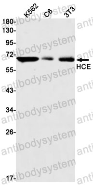 Anti-RNGTT Antibody (R1E93)