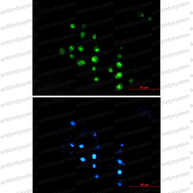 Anti-RNGTT Antibody (R1E94)