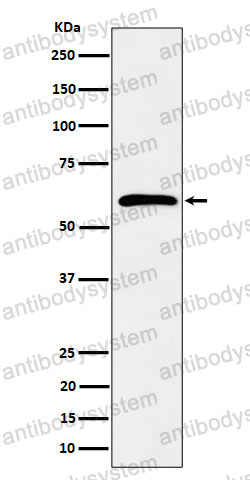 Anti-SDC3 Antibody (R1E96)