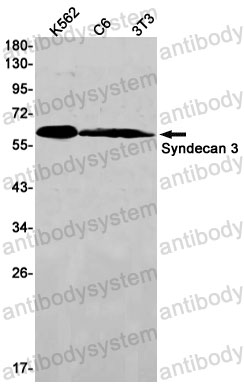 Anti-SDC3 Antibody (R1E97)