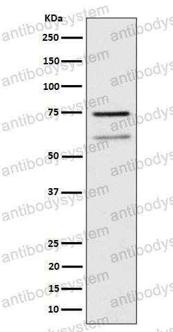 Anti-WDR1 Antibody (R1E99)