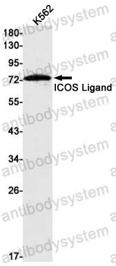 Anti-CD275/ICOSLG Antibody (R1F07)