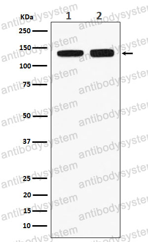 Anti-RNF40 Antibody (R1F08)
