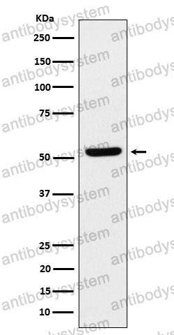 Anti-ZPR1 Antibody (R1F13)