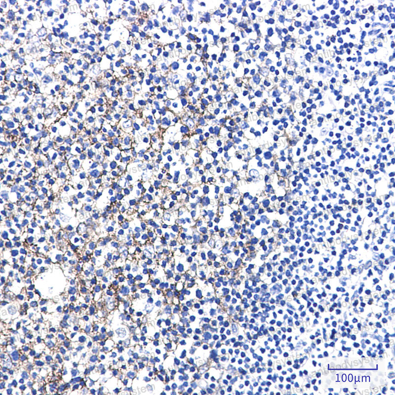 Anti-CD108/SEMA7A Antibody (R1F14)