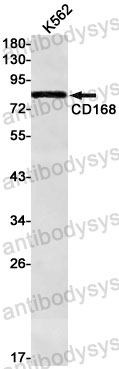 Anti-CD168/HMMR Antibody (R1F15)