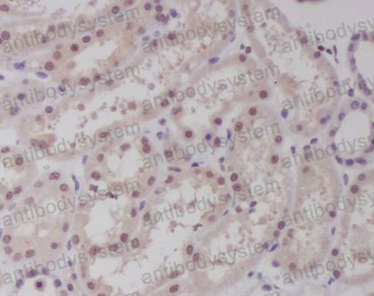 Anti-MAF Antibody (R1C29)