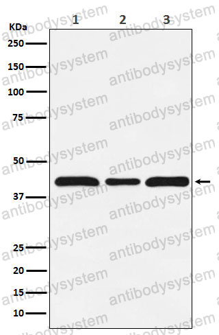 Anti-MAF Antibody (R1F33)