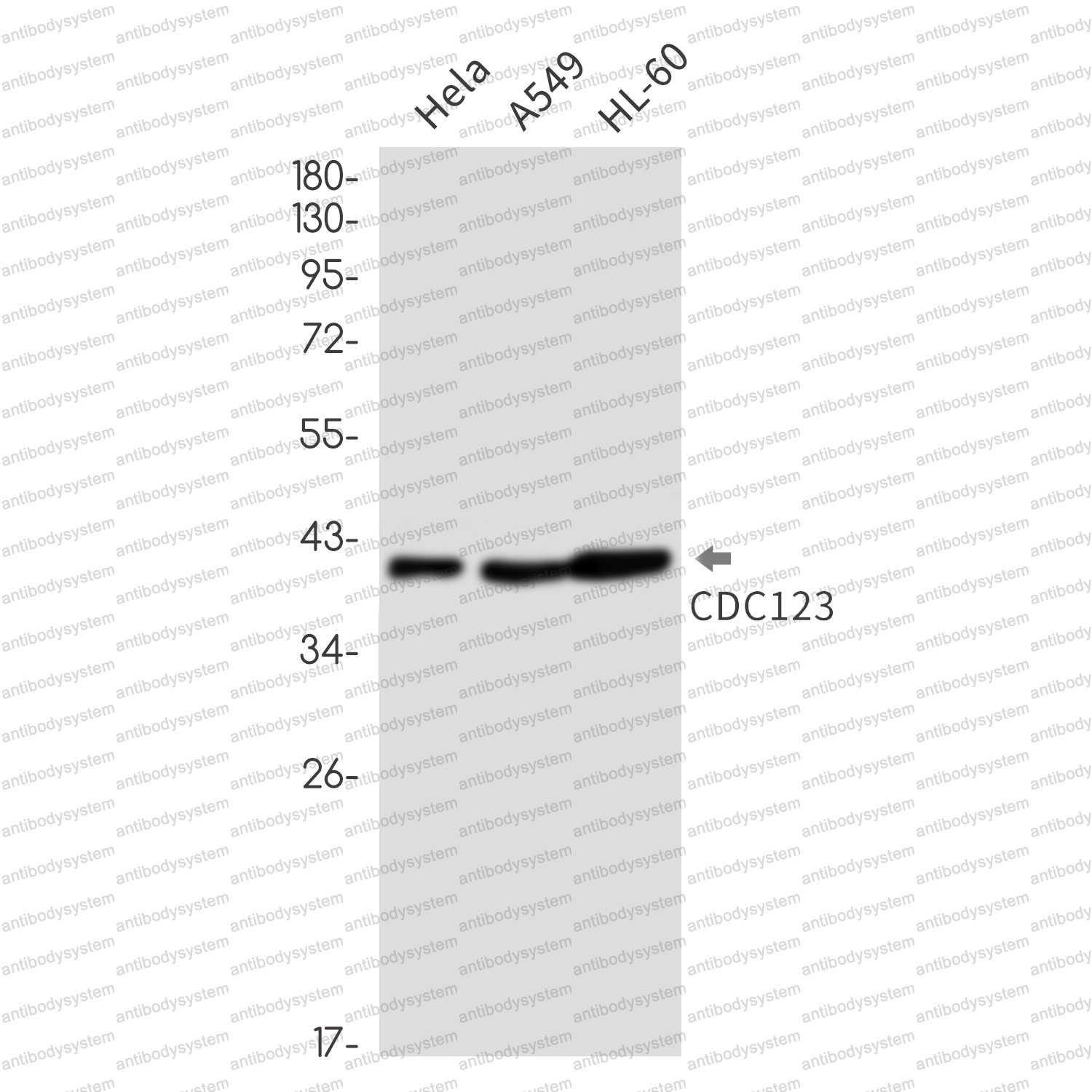 Anti-CDC123 Antibody (R1F69)