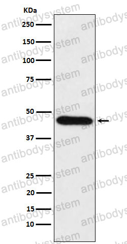 Anti-CDC123 Antibody (R1F68)