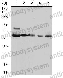 Western blot for Anti-IDH1 Antibody (R2V90) ?>