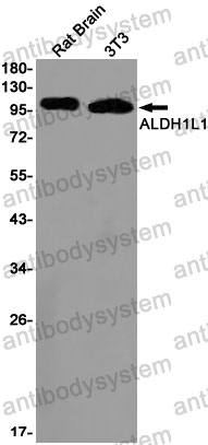 Anti-ALDH1L1 Antibody (R1F72)