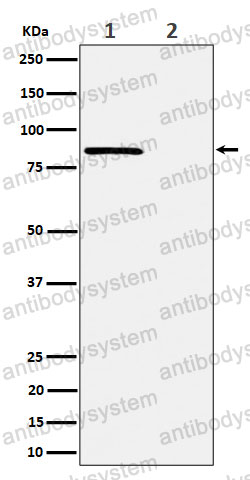 Anti-Phospho-RAD17 (S656) Antibody (R1F84)